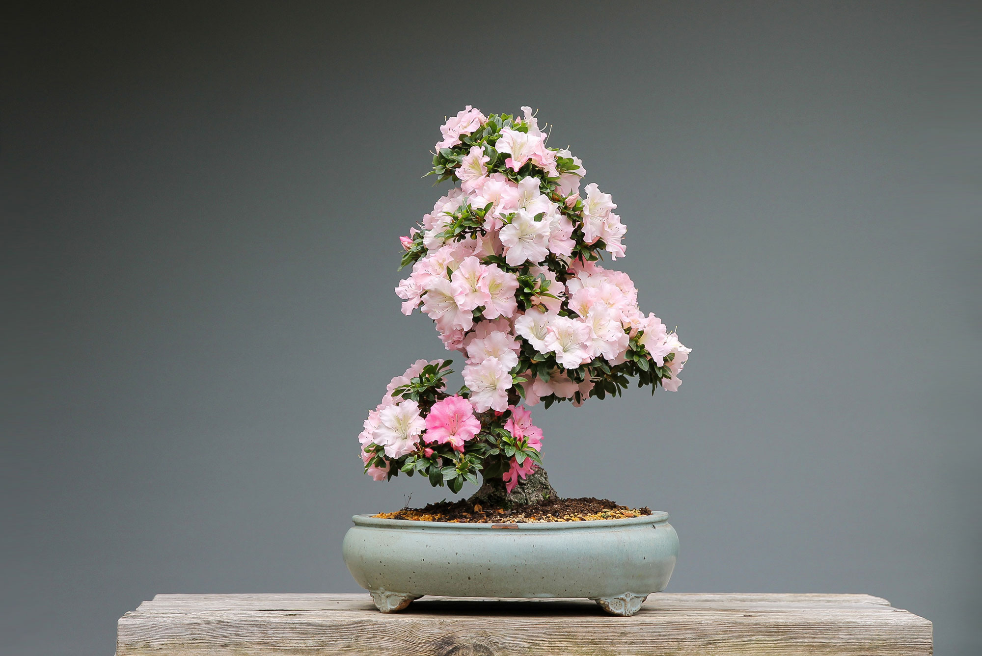 bonsai-3125722